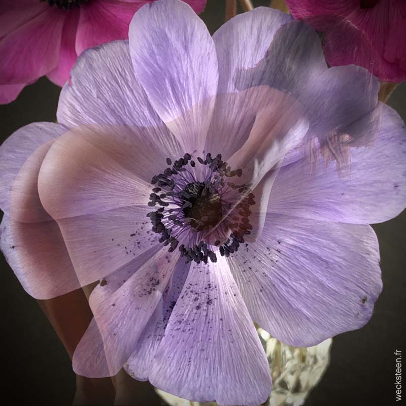 ANEMONE.PARME