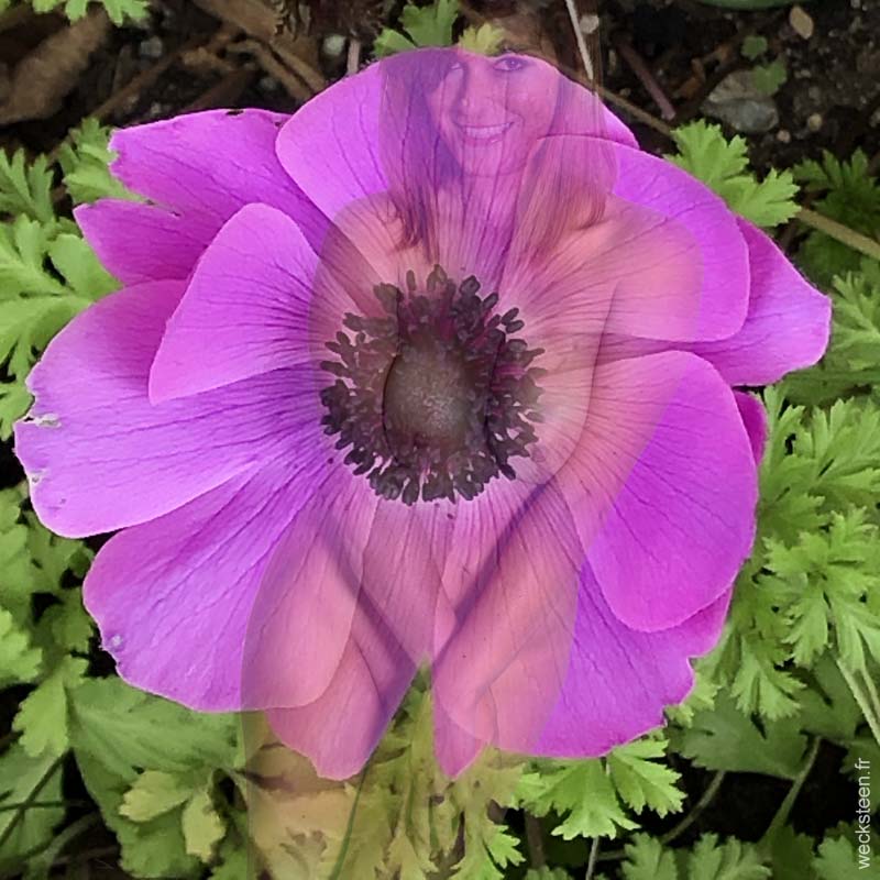 ANEMONE