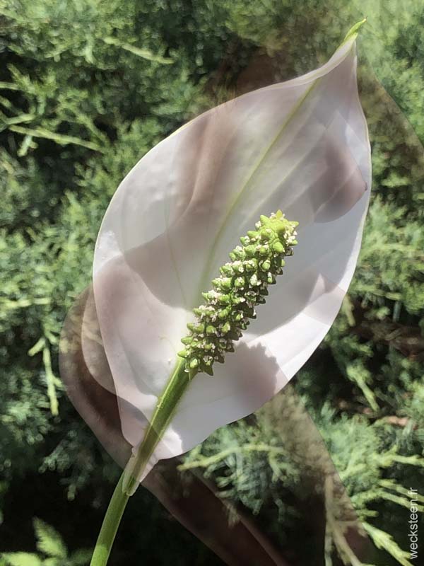 ANTHURIUM