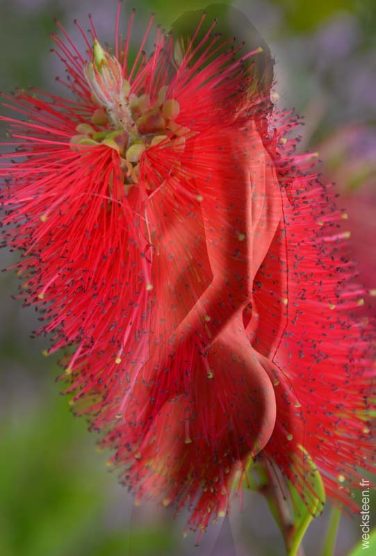 CALLISTEMON