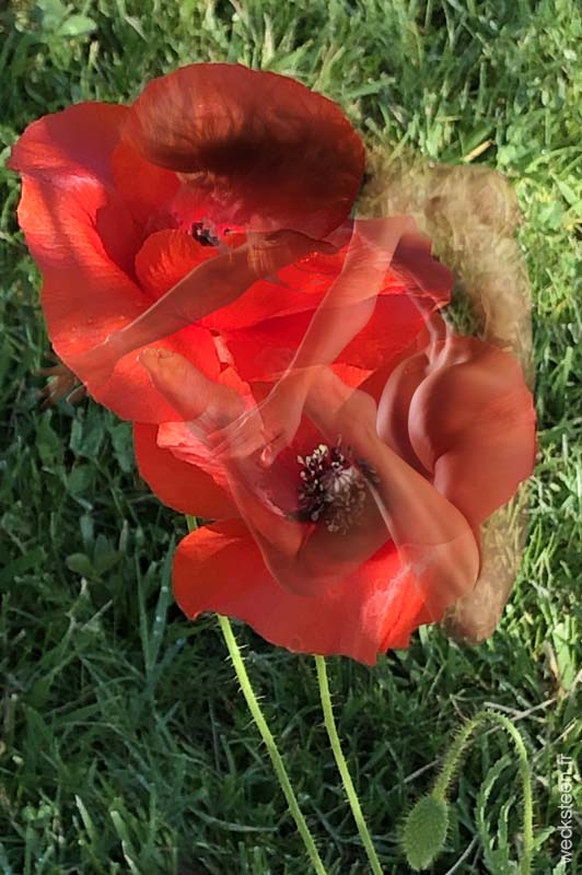 COQUELICOTS