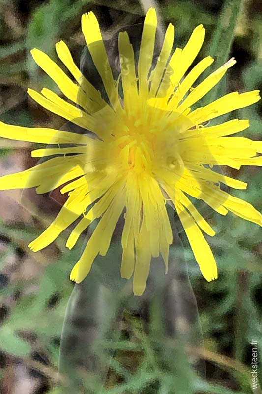 CREPIS.BIENNIS