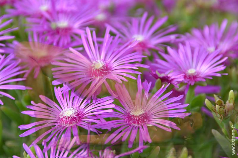 DELOSPERMA.COOPERI