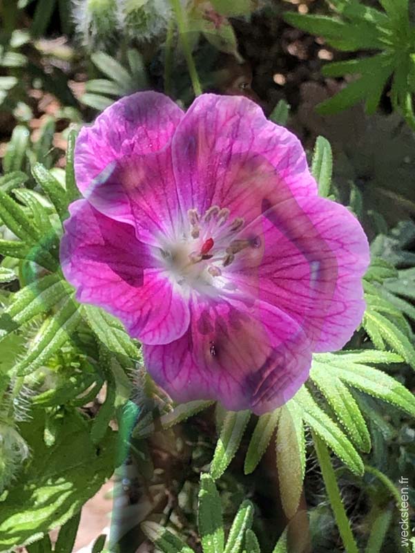 GERANIUM.SAUVAGE