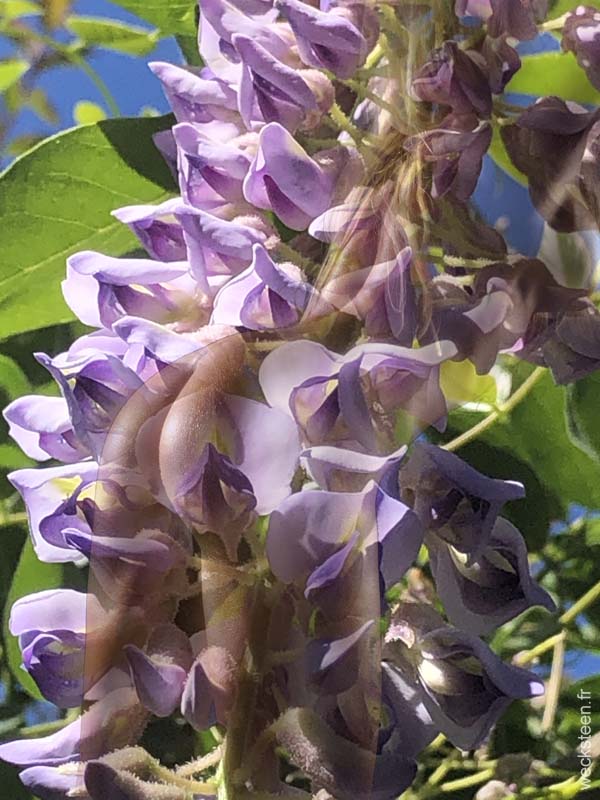 GLYCINE