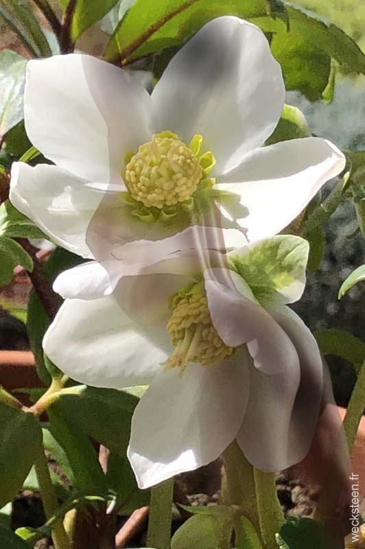 HELLEBORE