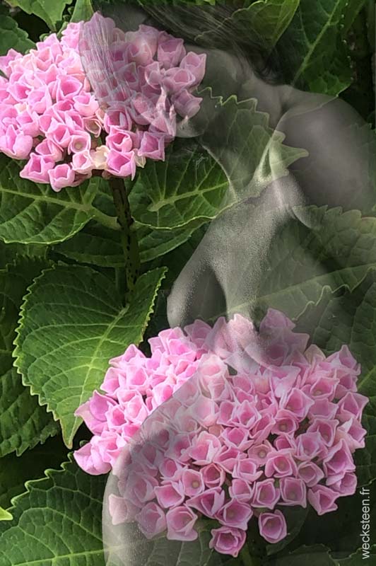 HYDRANGEA.MACROPHYLIA