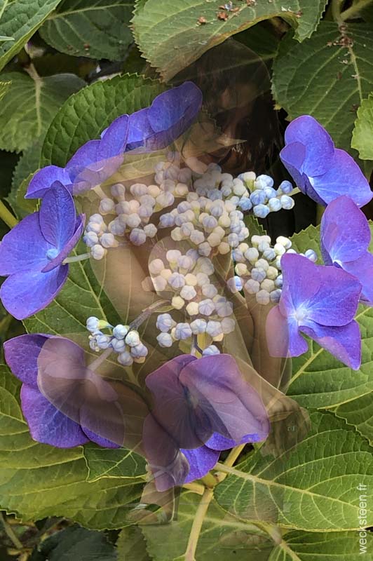 HYDRANGEA.PANICULATA.BLEU