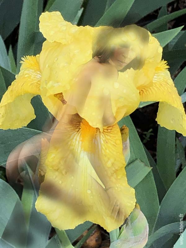 IRIS.JAUNE