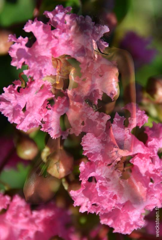 LAGERSTROEMIA