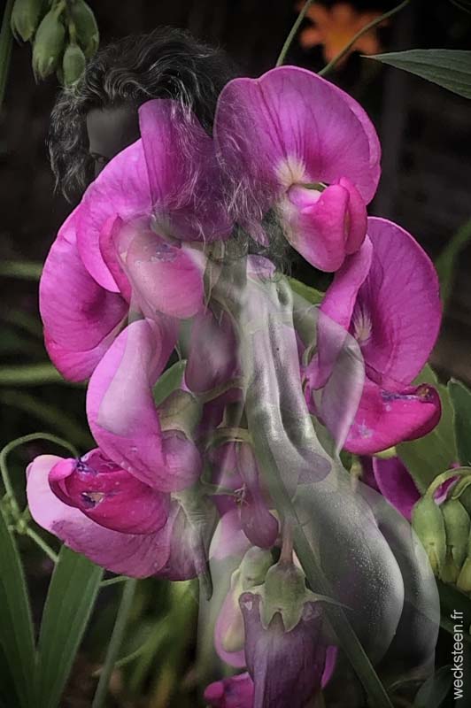 LATHYRUS.ODORATUS