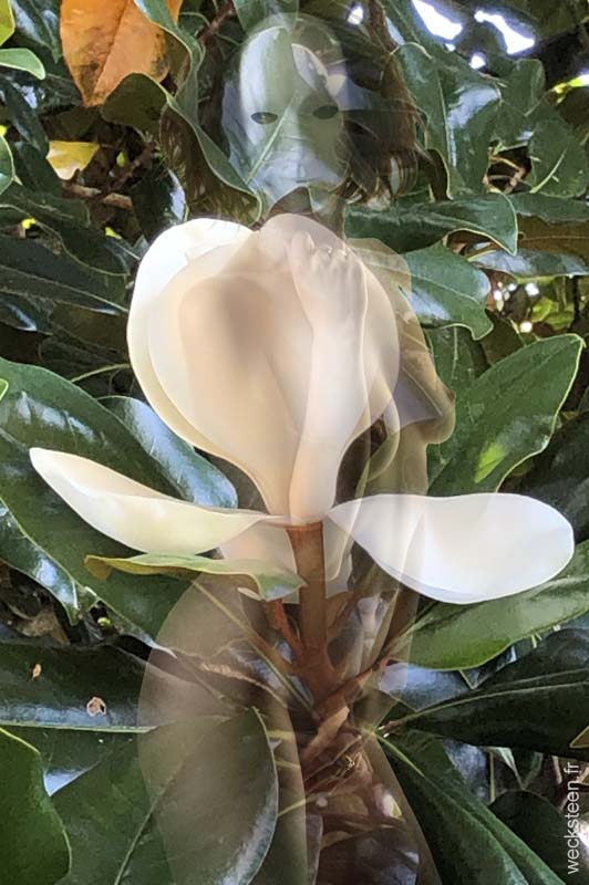 MAGNOLIA