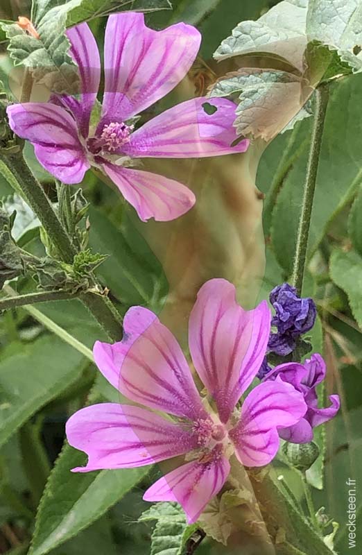 MALVA.SYLVESTRIS