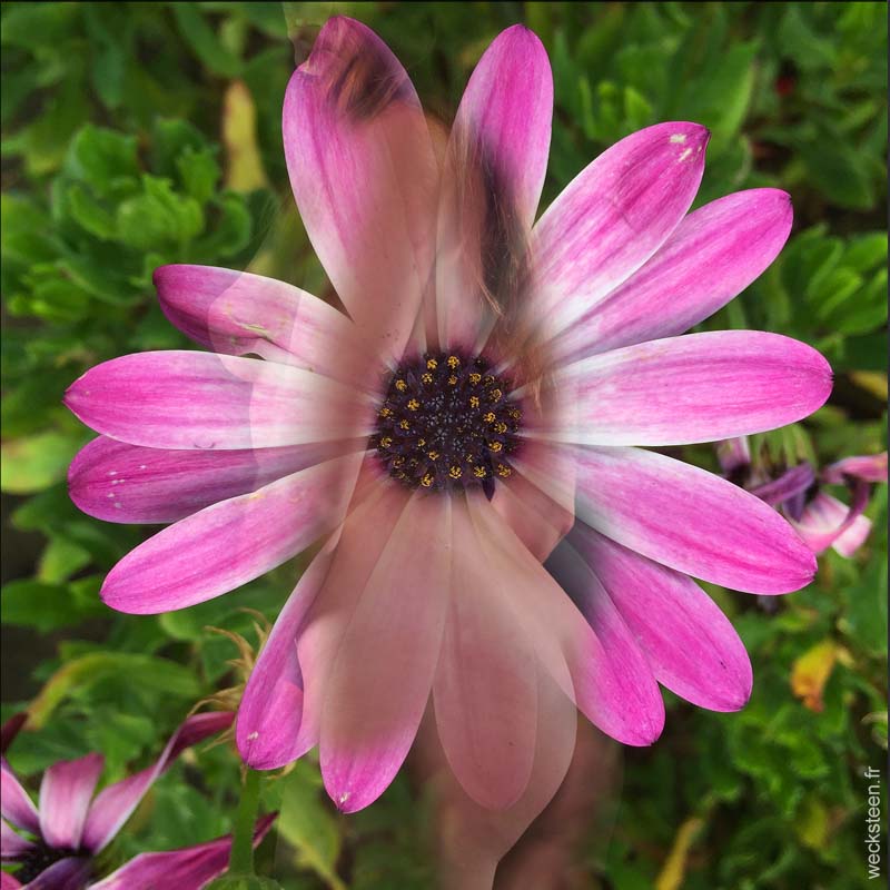 OSTEOSPERMUM