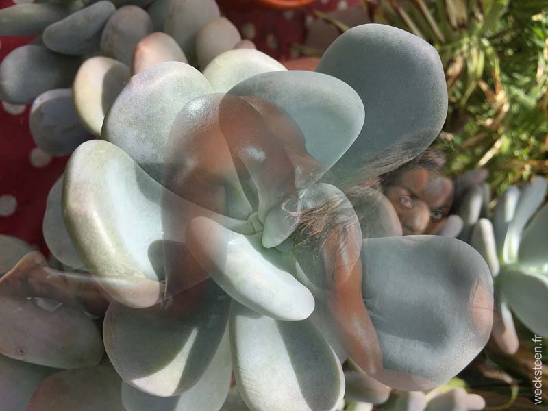 PACHYPHYTUM.OVIFERUM