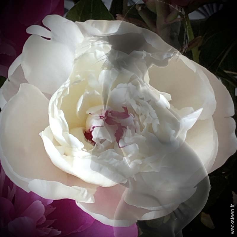 PIVOINE.BLANCHE