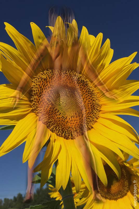 TOURNESOL