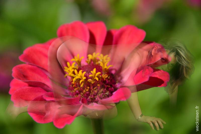 ZINNIA